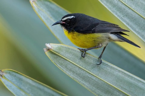 Bananaquit (Coereba flaveola) perched on a branch on the Caribbean Island of Martinique