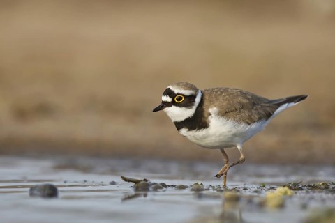 Little Ringed Plover (Charadrius dubius) foraging, North Rhine-Westphalia, Germany