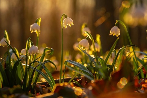 Group of blooming spring knotflowers (Leucojum vernum), also known as marsh fritillaries, in the