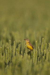 Yellow wagtail (Motacilla flava) adult bird in a farmland wheat crop with insects in its beak for