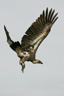 White-backed vulture (Gyps africanus) flying with outstretched wings, Serengeti National Park,