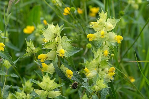 Greater Yellow Rattle (Rhinanthus alectorolophus), Schrobenhausen, Upper Bavaria, Germany