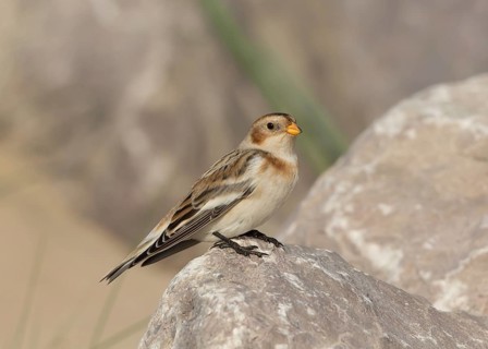 Snow Bunting (Plectrophenax nivalis), Wales, United Kingdom