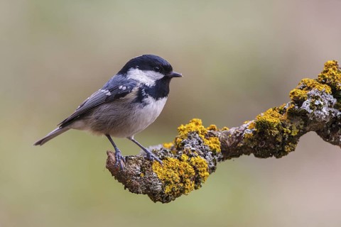 Coal Tit (Periparus ater), Carinthia, Austria