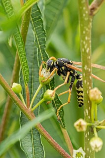 Gallic field wasp collecting nectar, european paper wasp (Polistes dominula), columnar deciduous