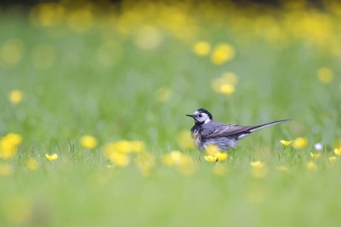 White Wagtail (Motacilla alba), North Rhine-Westphalia, Germany