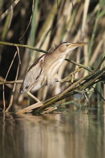 Little Bittern (Ixobrychus minutus) female, Zurich, Switzerland