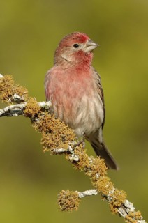 House Finch (Haemorhous mexicanus) male, Arizona, USA