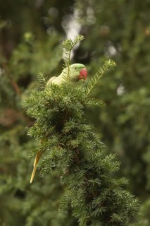 Alexandrine Parakeet (Psittacula eupatria) female, Hesse, Germany
