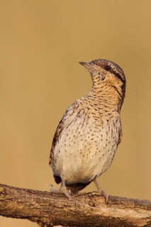 Eurasian Wryneck (Jynx torquilla), Baden-Wuerttemberg, Germany