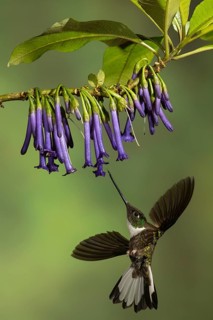 Collared Inca Hummingbird (Coeligena torquata) flying while feeding at a flower in Ecuador