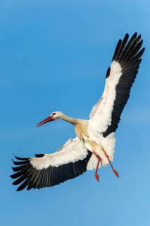 Stork looking up steeply, wings outstretched and flying towards the sky, White Stork (Ciconia