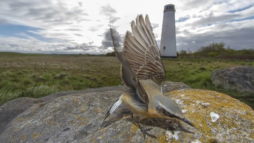 Northern Wheatear (Oenanthe oenanthe) female