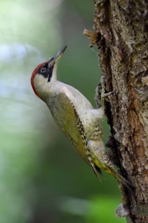 European Green Woodpecker (Picus viridis) female climbing tree trunk, North Rhine-Westphalia,