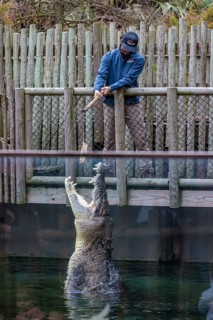 Feeding Maximo, the largest crocodile during a show at the St. Augustine Alligator Farm Zoological