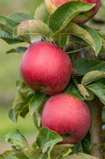 Columnar apple (Malus domestica SKYLINE SCOOTER), Bayerische Landesanstalt für W, Germany