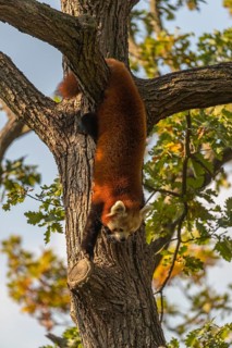 One red panda, Ailurus fulgens, walking on a branch high in a tree on a sunny day