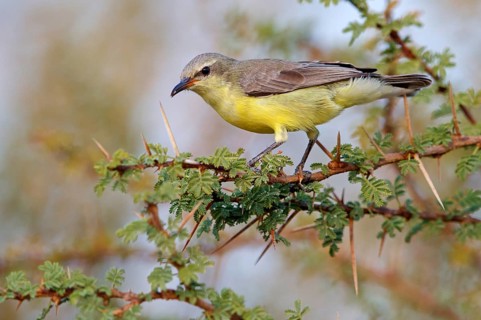 Honeybird, (Anthodiaeta metallica), perching warbler, honey sucker, family of passerines, Mudday,