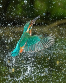 Common Kingfisher (Alcedo atthis) male fishing, Lower Saxony, Germany
