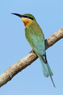 Blue-tailed Bee-eater (Merops philippinus), Penang, Malaysia