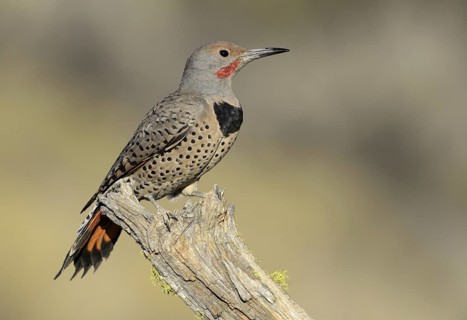 Northern Flicker (Colaptes auratus), Oregon, USA