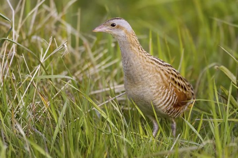 Corn Crake (Crex crex), Scotland, United Kingdom