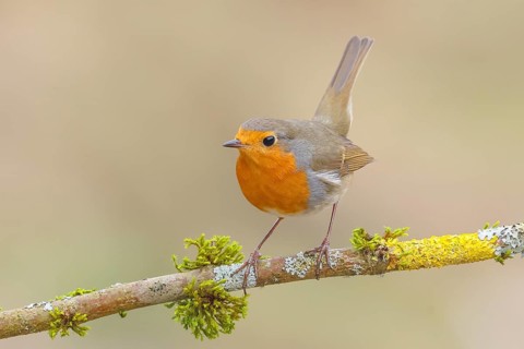 Robin (Erithacus rubecula), sitting on a branch overgrown with moss and lichen, foraging, winter