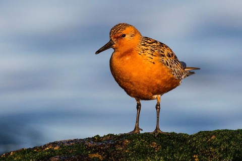 Red Knot (Calidris canutus), Asturias, Spain