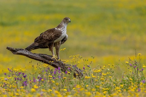 Bonelli's eagle (Aquila fasciata), flower meadow, Andalusia Spain
