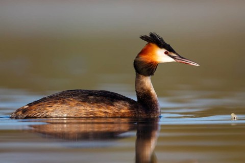 Great Crested Grebe (Podiceps cristatus), North Rhine-Westphalia, Germany