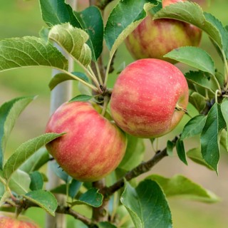 Apple (Malus domestica 'Karneval'),  Germany