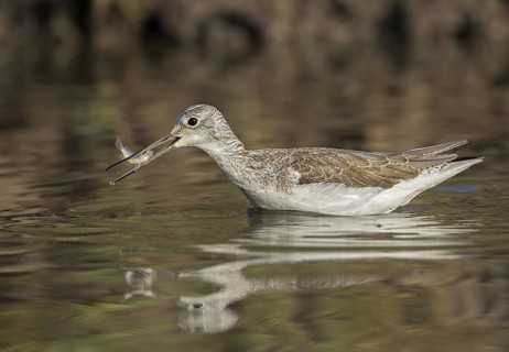 Common Greenshank (Tringa nebularia) with fish in beak, Gambia