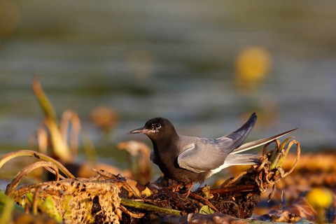 Black Tern (Chlidonias niger), Mecklenburg-Western Pomerania, Germany
