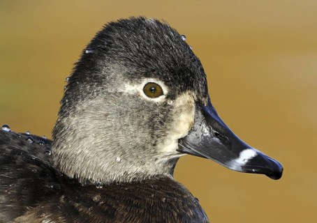 Ring-necked Duck (Aythya collaris) female, British Columbia, Canada