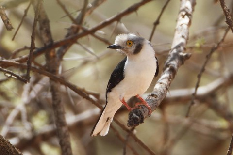 White-crested Helmetshrike (Prionops plumatus), Samburu, Kenya