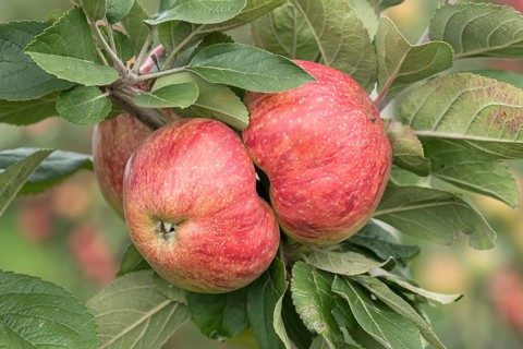 Apple (Malus domestica 'Altländer Pfannkuchenapfel'), Bundessorteamt, Germany