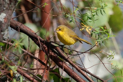 Mountain Yellow Warbler (Iduna similis), Mount Aberdare, Kenya