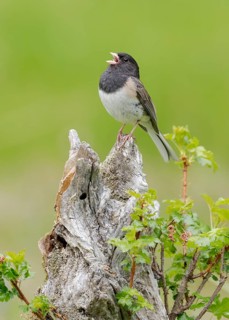 Oregon Junco (Junco hyemalis oreganus) singing, British Columbia, Canada