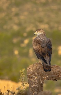 A majestic Bonelli's eagle stands vigilantly on a rugged outcrop in Valencia, its gaze fixed on the