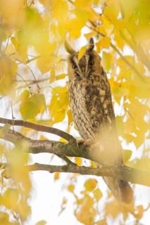 Long-eared Owl (Asio otus) perched in a birch tree, Rhineland-Palatinate, Germany