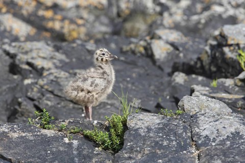 Mew Gull (Larus canus) juvenile, Norway