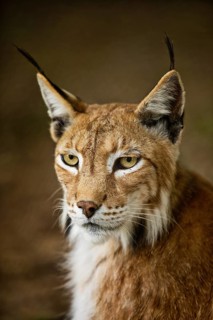 Eurasian lynx (Lynx lynx), northern lynx portrait, captive in Sababurg Zoo, Hofgeismar,