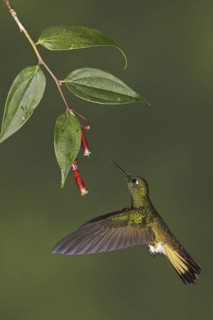 Buff-tailed Coronet (Boissonneaua flavescens), Ecuador