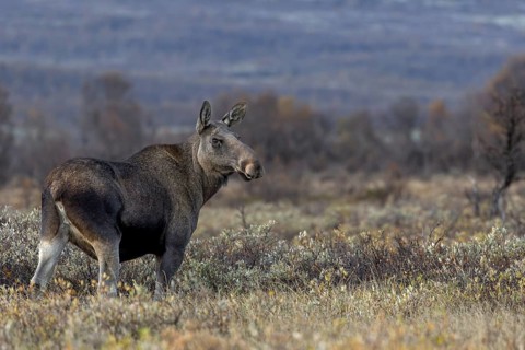 Meanwhile the sun has set behind the mountains of Dovrefjell and the strikingly large cow moose