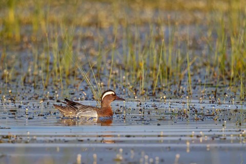Garganey (Spatula querquedula) male, Lesvos, Greece