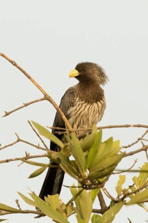 Western Plantain-eater (Crinifer piscator), Gambia