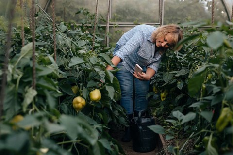 A woman in a striped shirt examines vegetable plants inside a lush greenhouse. Holding a phone, she