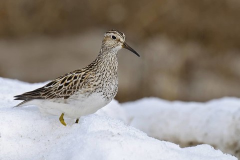 Pectoral Sandpiper (Calidris melanotos), Alaska, USA