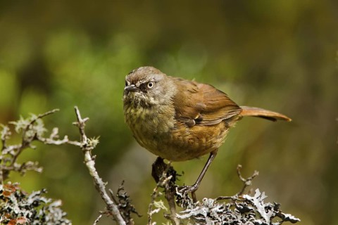 Tasmanian Scrubwren (Sericornis humilis), Tasmania, Australia