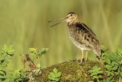 Wilson's Snipe (Gallinago delicata) calling, British Columbia, Canada